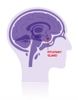 IMG 3 Pituitary gland