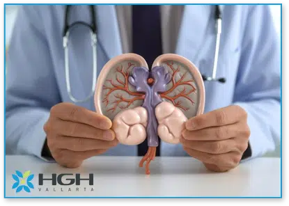 endocrinologist holding up model of Kidney to represent chronic Kidney disease