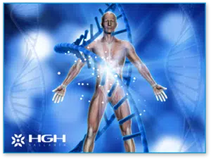 muscular tissue image of a representation of the human body with DNA molecules to represent How does HGH work