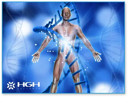 muscular tissue image of a representation of the human body with DNA molecules to represent How does HGH work