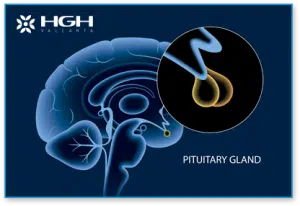 Image of the brain highlighting the pituitary gland