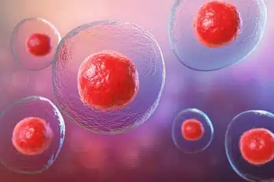 stem cells 18.jpg