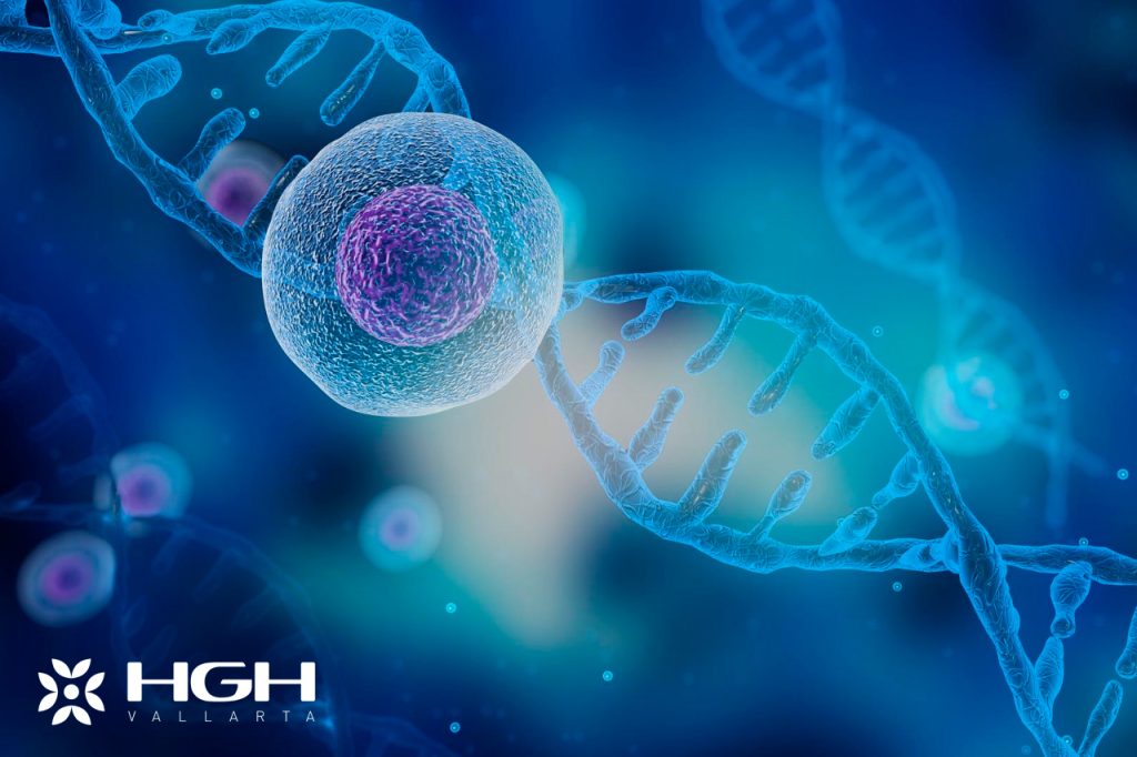 HGH Muscle Recovery